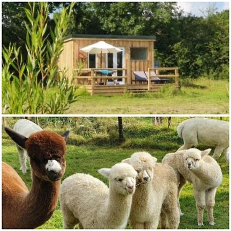 Dartmoor Reach Alpaca Farm Heated Cabins 5 Mins Drive To Dartmoor Бови-Трейси Экстерьер фото