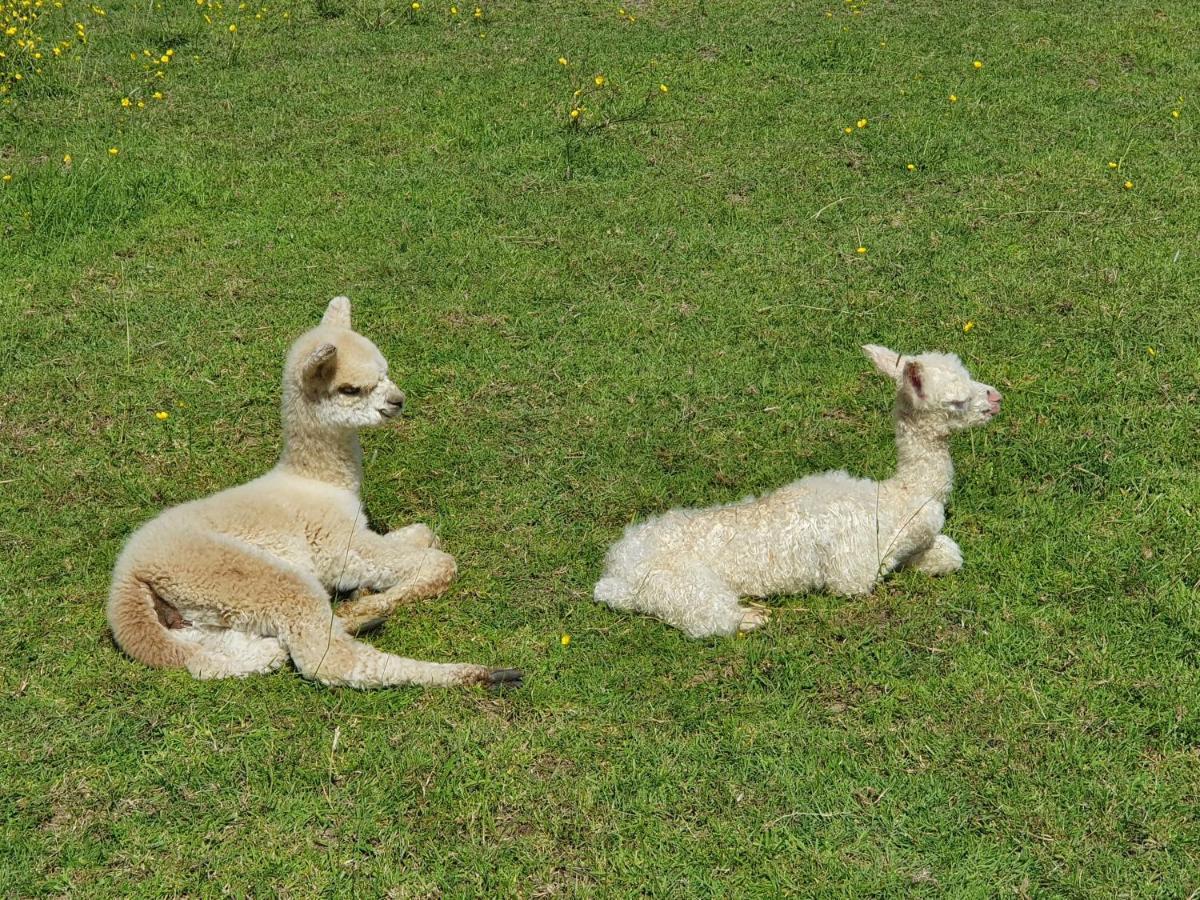 Dartmoor Reach Alpaca Farm Heated Cabins 5 Mins Drive To Dartmoor Бови-Трейси Экстерьер фото