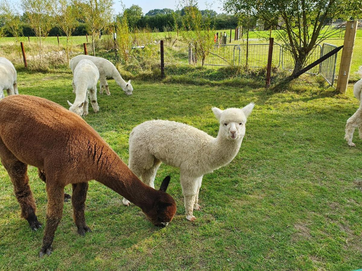 Dartmoor Reach Alpaca Farm Heated Cabins 5 Mins Drive To Dartmoor Бови-Трейси Экстерьер фото