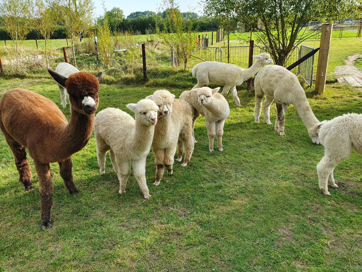 Dartmoor Reach Alpaca Farm Heated Cabins 5 Mins Drive To Dartmoor Бови-Трейси Экстерьер фото