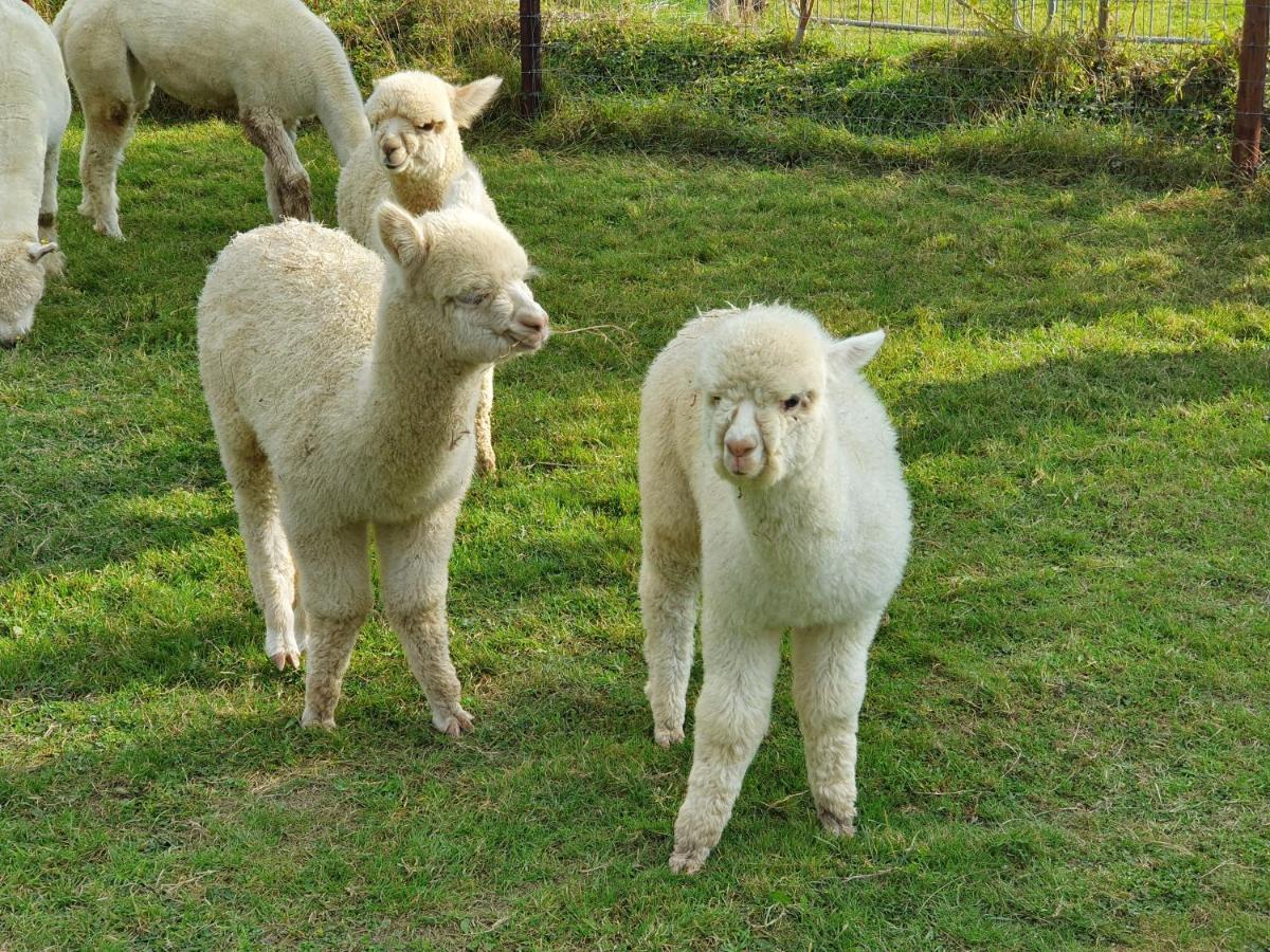 Dartmoor Reach Alpaca Farm Heated Cabins 5 Mins Drive To Dartmoor Бови-Трейси Экстерьер фото