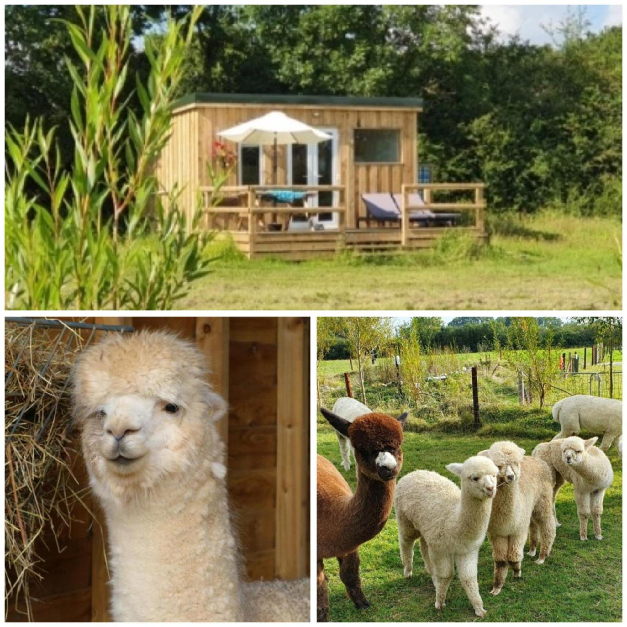 Dartmoor Reach Alpaca Farm Heated Cabins 5 Mins Drive To Dartmoor Бови-Трейси Экстерьер фото