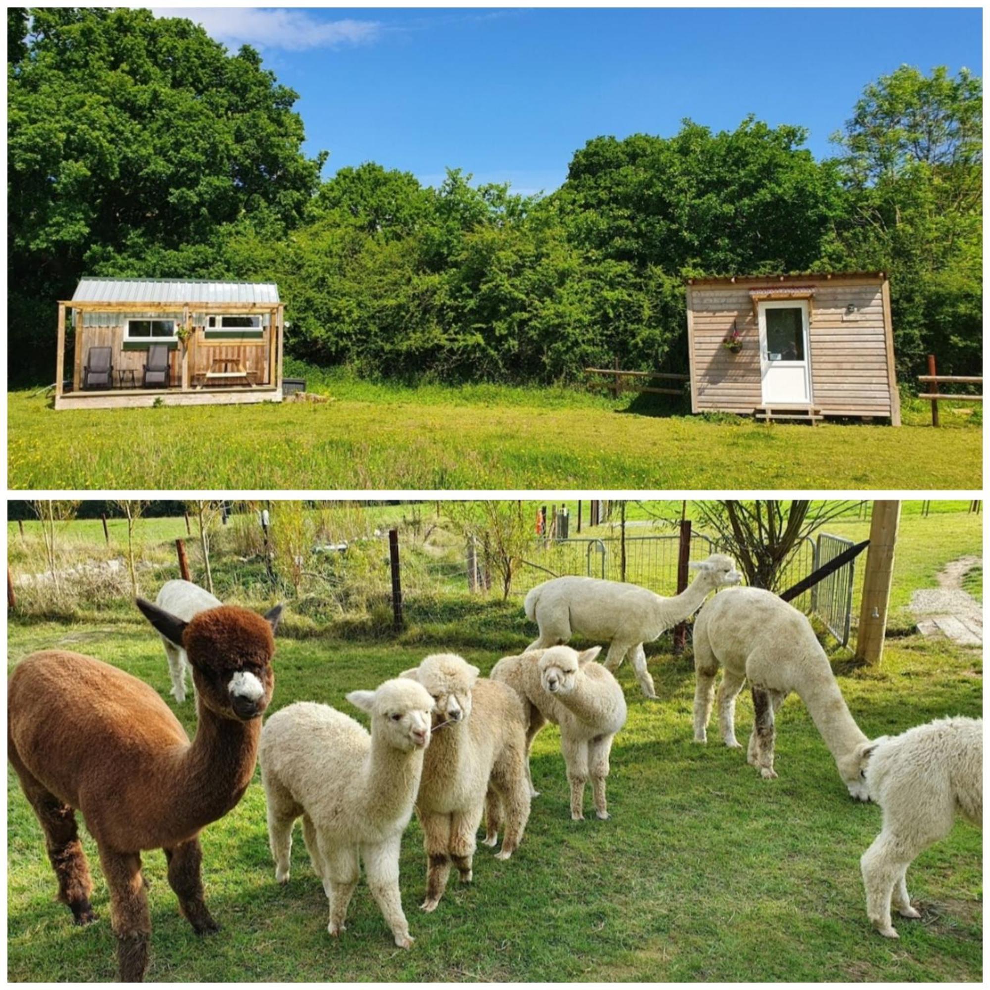 Dartmoor Reach Alpaca Farm Heated Cabins 5 Mins Drive To Dartmoor Бови-Трейси Номер фото