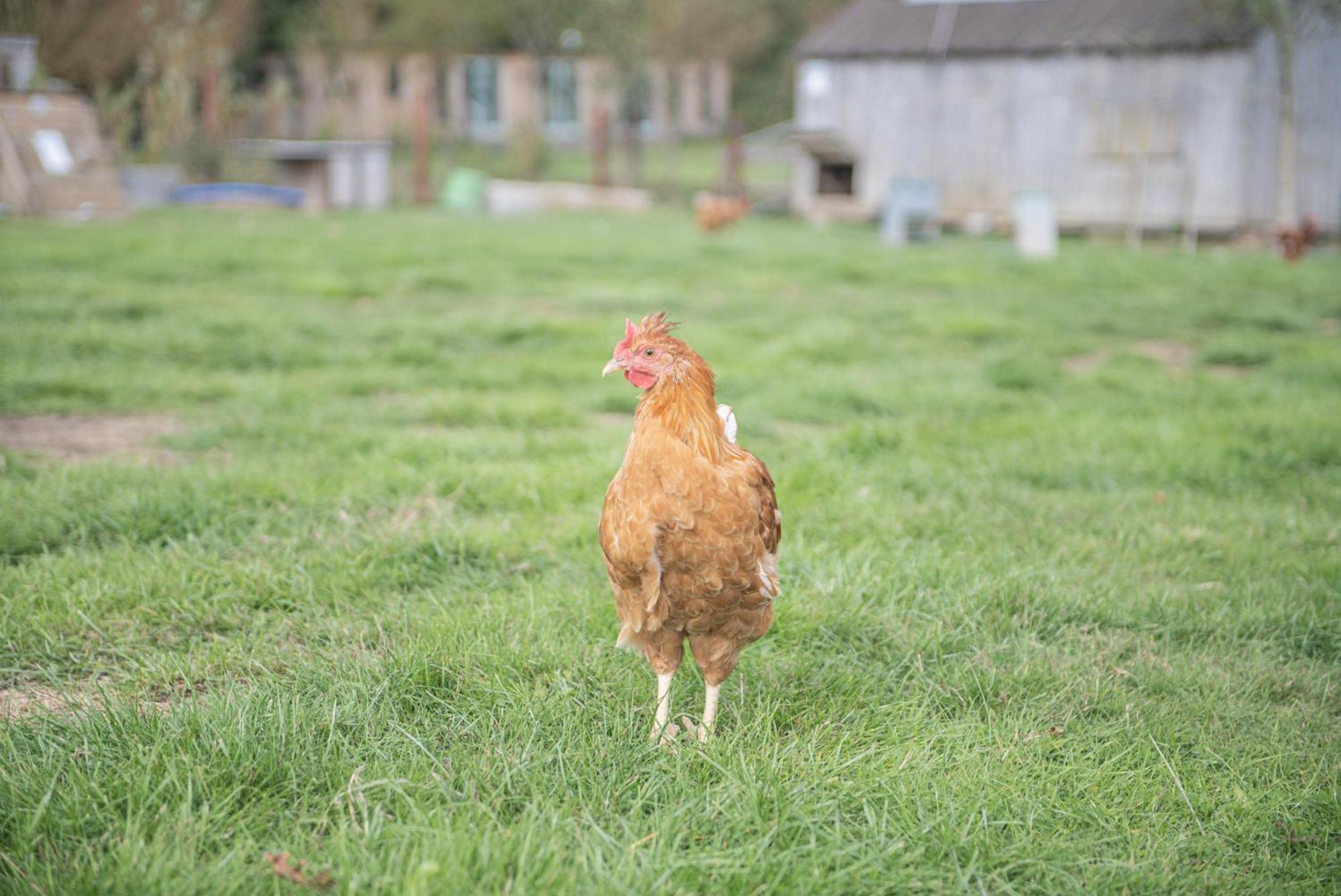 Dartmoor Reach Alpaca Farm Heated Cabins 5 Mins Drive To Dartmoor Бови-Трейси Номер фото