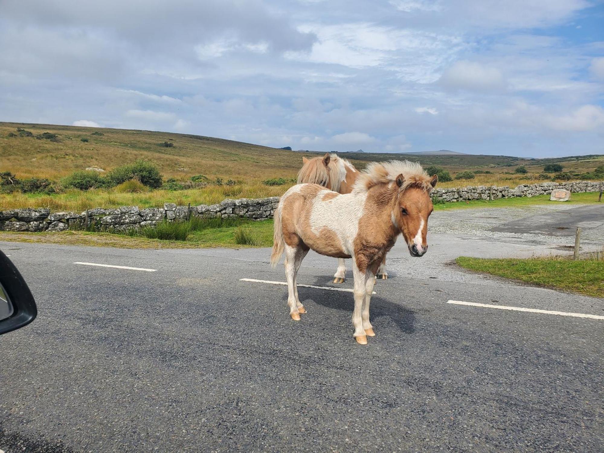 Dartmoor Reach Alpaca Farm Heated Cabins 5 Mins Drive To Dartmoor Бови-Трейси Экстерьер фото