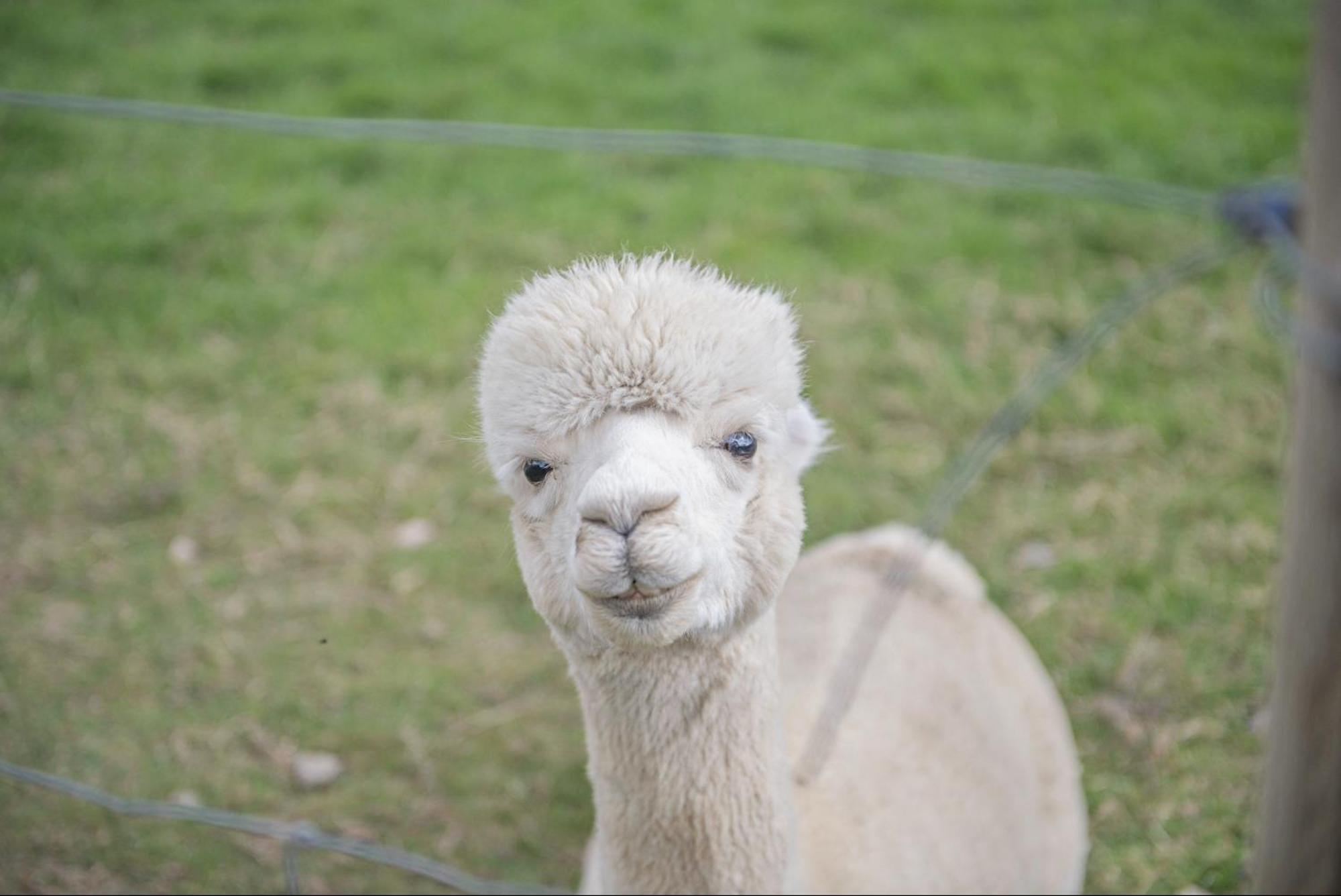 Dartmoor Reach Alpaca Farm Heated Cabins 5 Mins Drive To Dartmoor Бови-Трейси Экстерьер фото