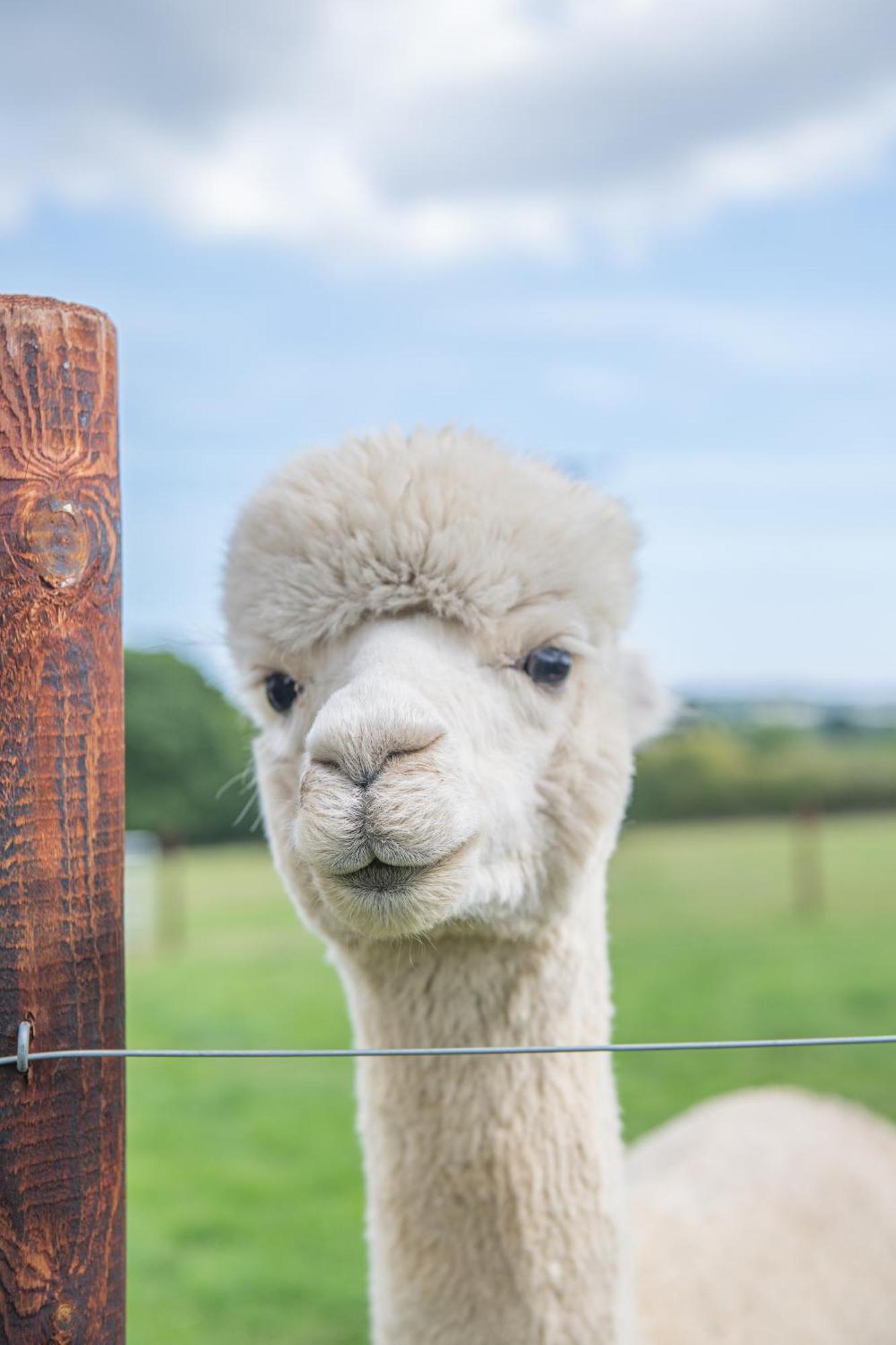 Dartmoor Reach Alpaca Farm Heated Cabins 5 Mins Drive To Dartmoor Бови-Трейси Номер фото